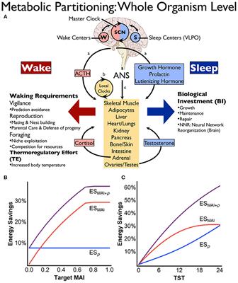 Sleep-Wake Cycling and Energy Conservation: Role of Hypocretin and the Lateral Hypothalamus in Dynamic State-Dependent Resource Optimization